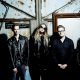 Marmozets