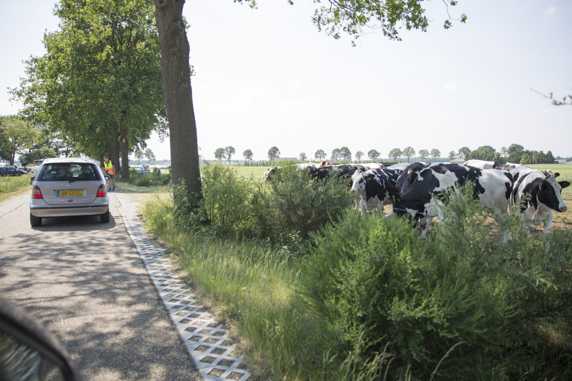 Dauwpop 2018 koeien