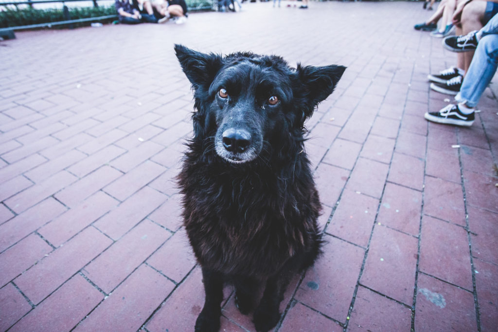 Dog - Pedro 