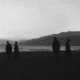 palmeras negras
